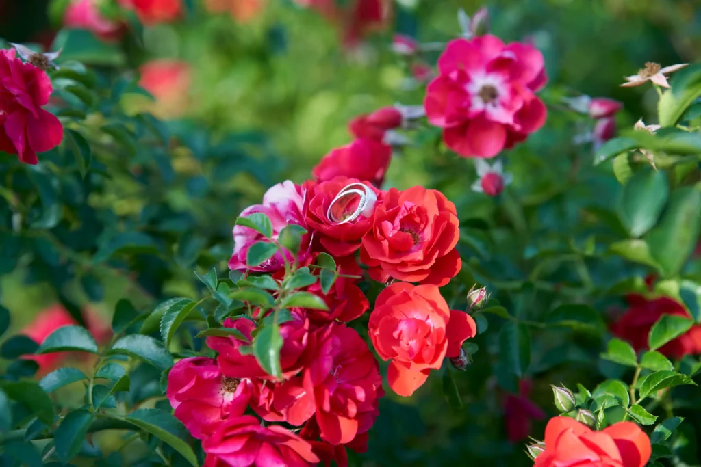 A close-up of Allison and Christian’s wedding rings resting delicately on vibrant red and pink rose petals at Farm Vigano in South Morang, Melbourne. The white metal rings, including one with a diamond, are surrounded by lush greenery and blurred rose blossoms, illuminated by natural daylight. This romantic, intimate, and elegant detail captures the symbolic beauty of love, commitment, and timeless celebration in the picturesque gardens of the Italian-inspired venue.